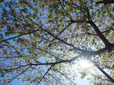 桜