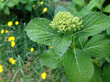 紫陽花