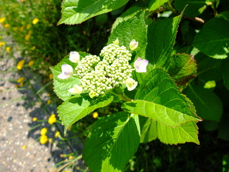 紫陽花