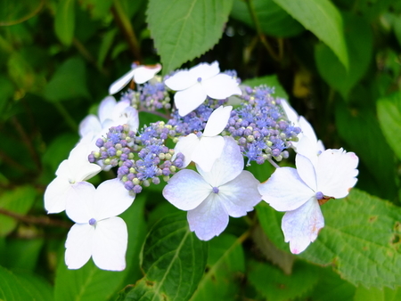 紫陽花