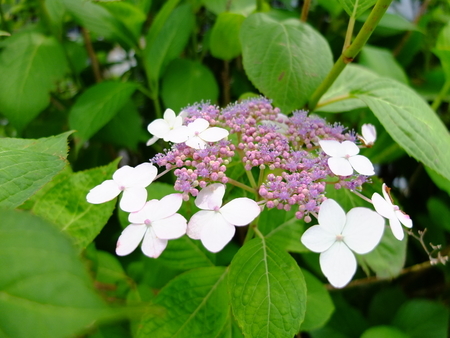 紫陽花