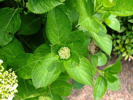 紫陽花