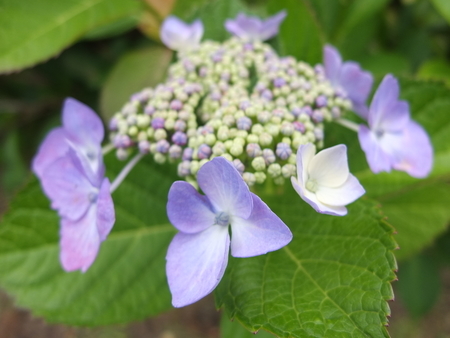紫陽花