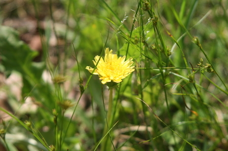 紫陽花