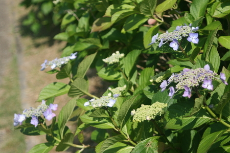 紫陽花