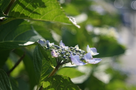 紫陽花