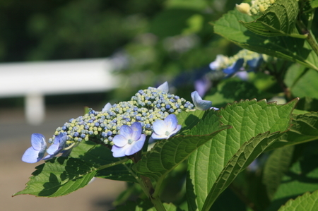 紫陽花