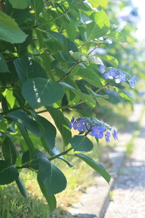 紫陽花