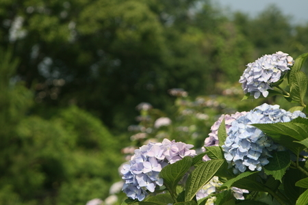 紫陽花