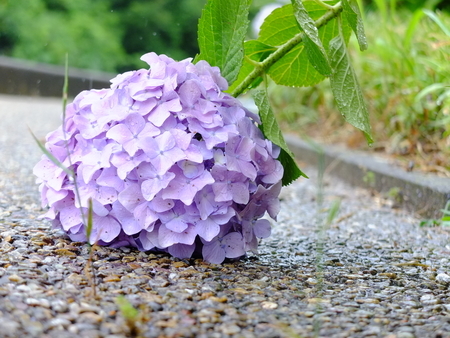 紫陽花