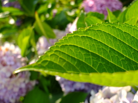 紫陽花