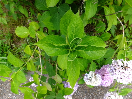 紫陽花