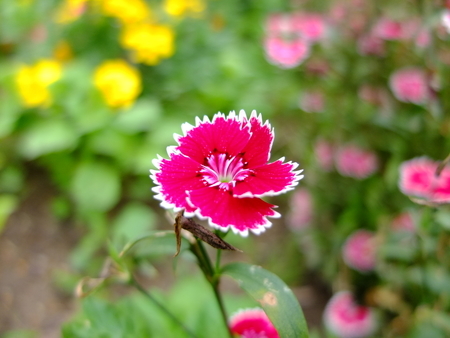 f:id:patorearobot:20210630144059j:plain