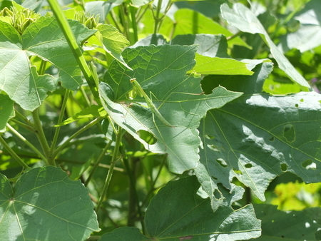 芙蓉　カマキリ