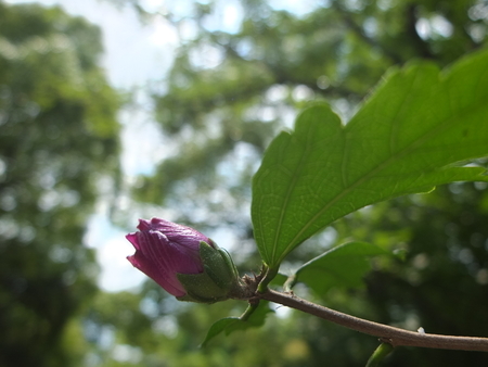 花開く