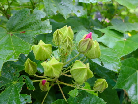 芙蓉