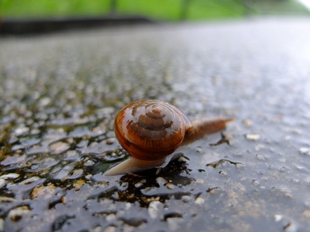 かたつむり