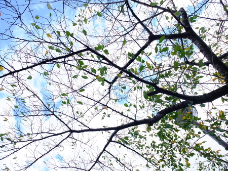 桜
