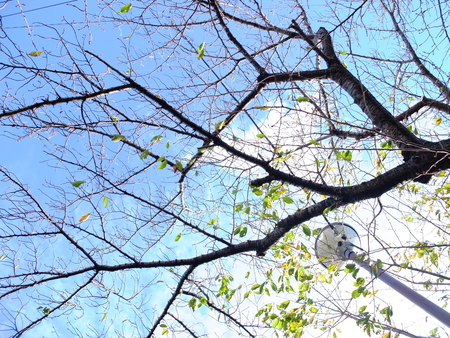 桜