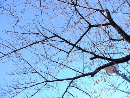 桜