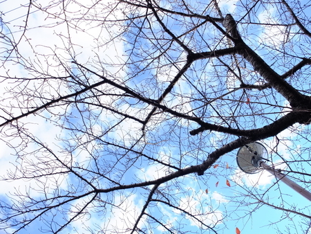 桜