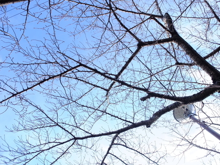桜