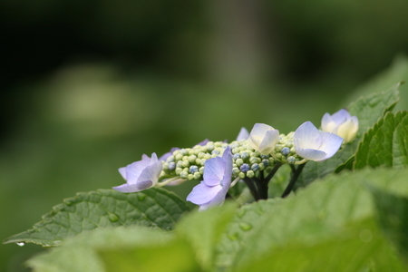 雨上がりは紫陽花で パパはこころのかぜ