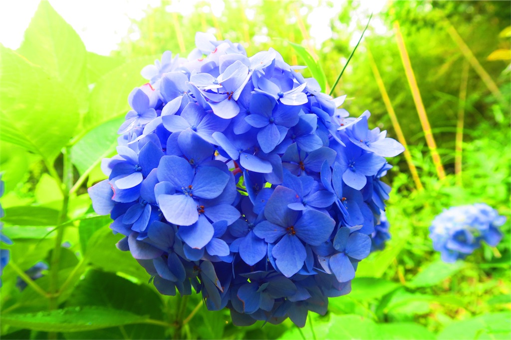 f:id:pattiko:20180623150706j:image