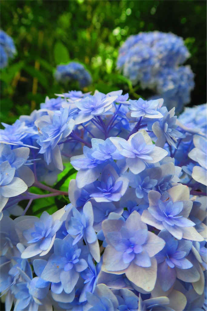 f:id:pattiko:20180623150721j:image