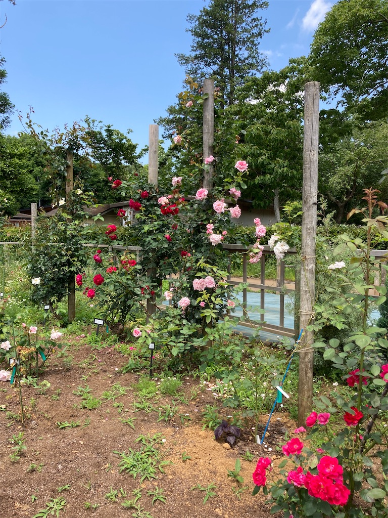 佐倉草笛の丘バラ園に行って来ました - hitomi's favorite