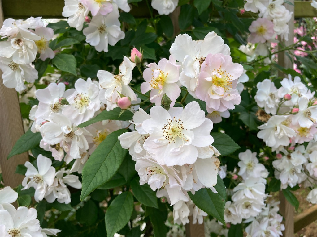 佐倉草笛の丘バラ園に行って来ました - hitomi's favorite