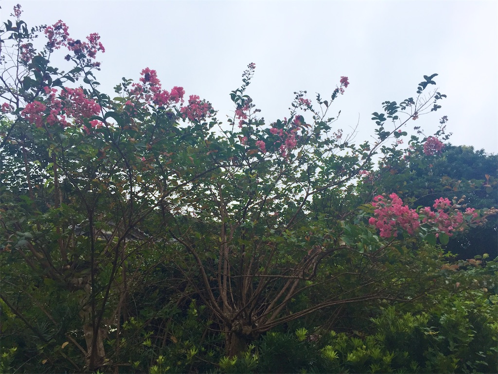 夏の花から秋の花へ Hitomi S Favorite