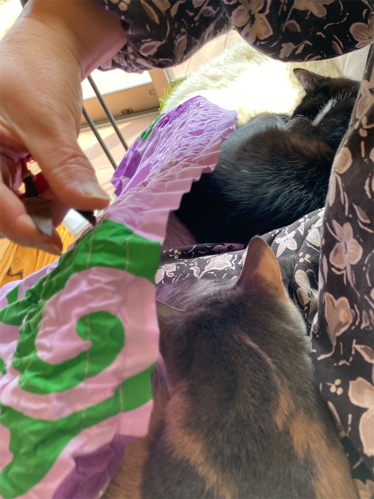 f:id:pattiko:20230204124043j:image