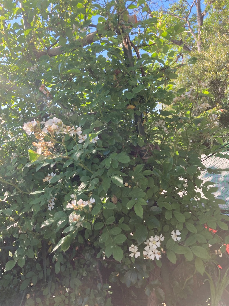 f:id:pattiko:20230502085555j:image
