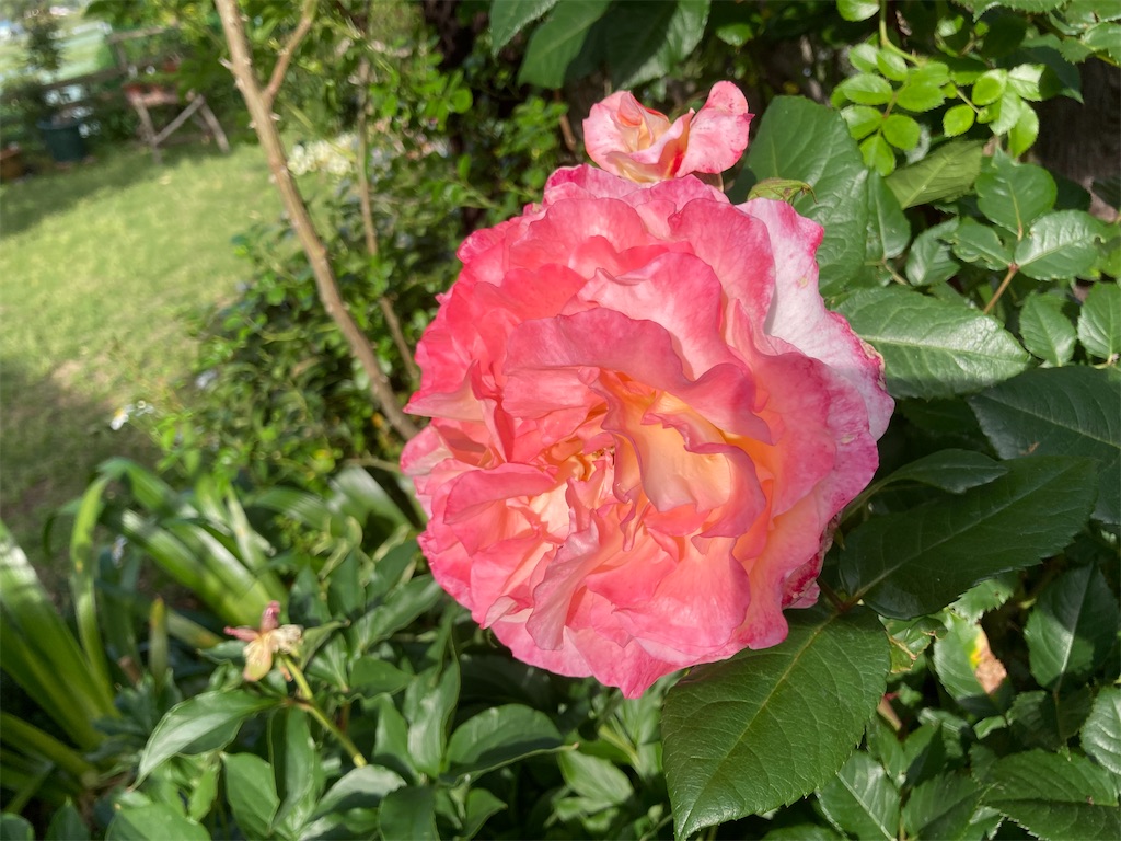 f:id:pattiko:20230506113228j:image