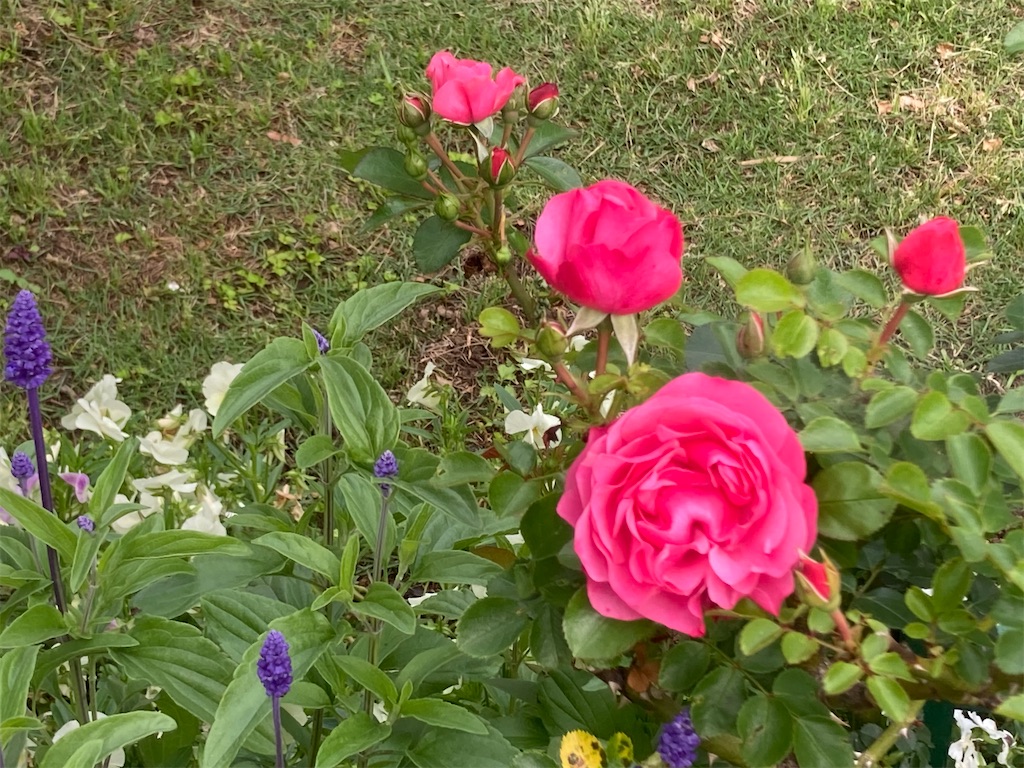 f:id:pattiko:20230518083715j:image