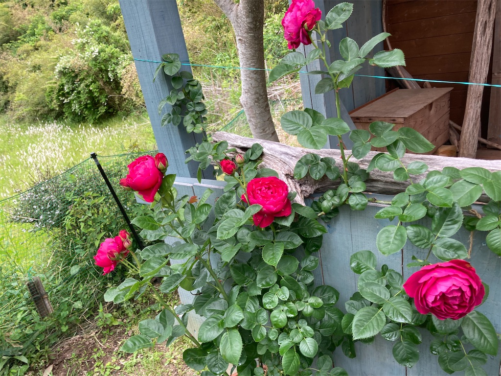 f:id:pattiko:20230518083727j:image