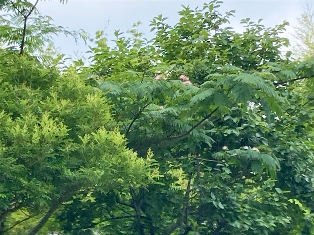 f:id:pattiko:20230620124209j:image f:id:pattiko:20230620124209j:image