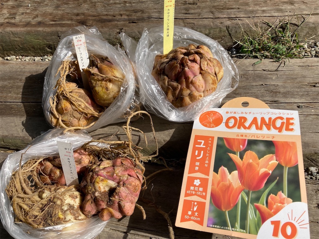 百合球根の植え付けとローリエ乾燥 - hitomi's favorite