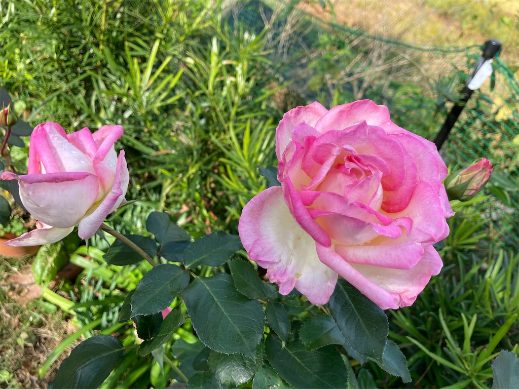 f:id:pattiko:20231107140415j:image f:id:pattiko:20231107140415j:image