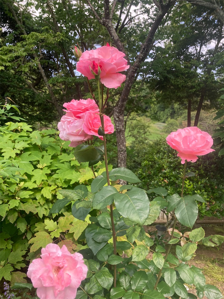 f:id:pattiko:20240527094836j:image