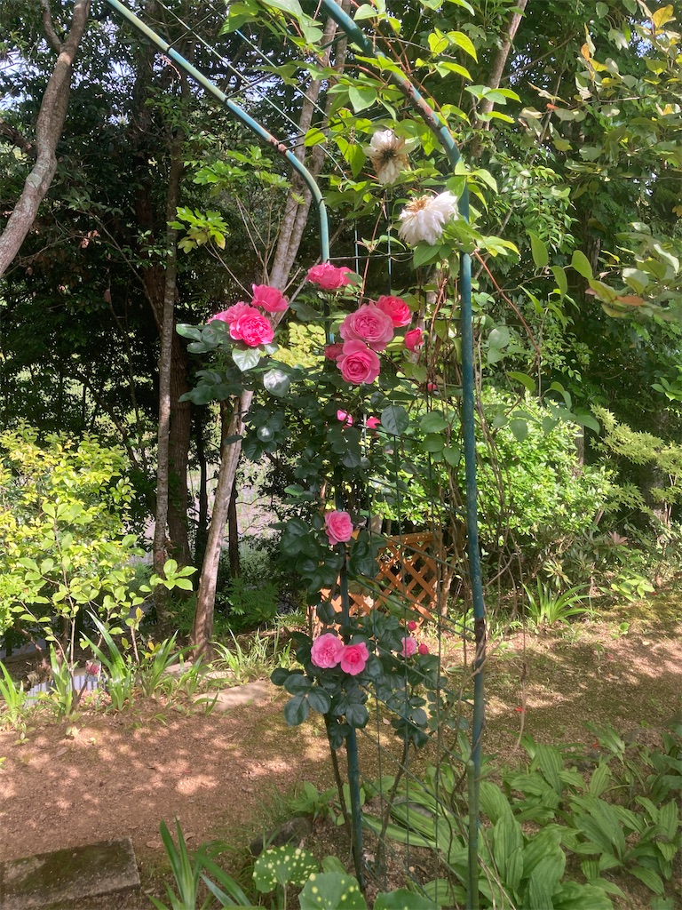 f:id:pattiko:20240527094845j:image