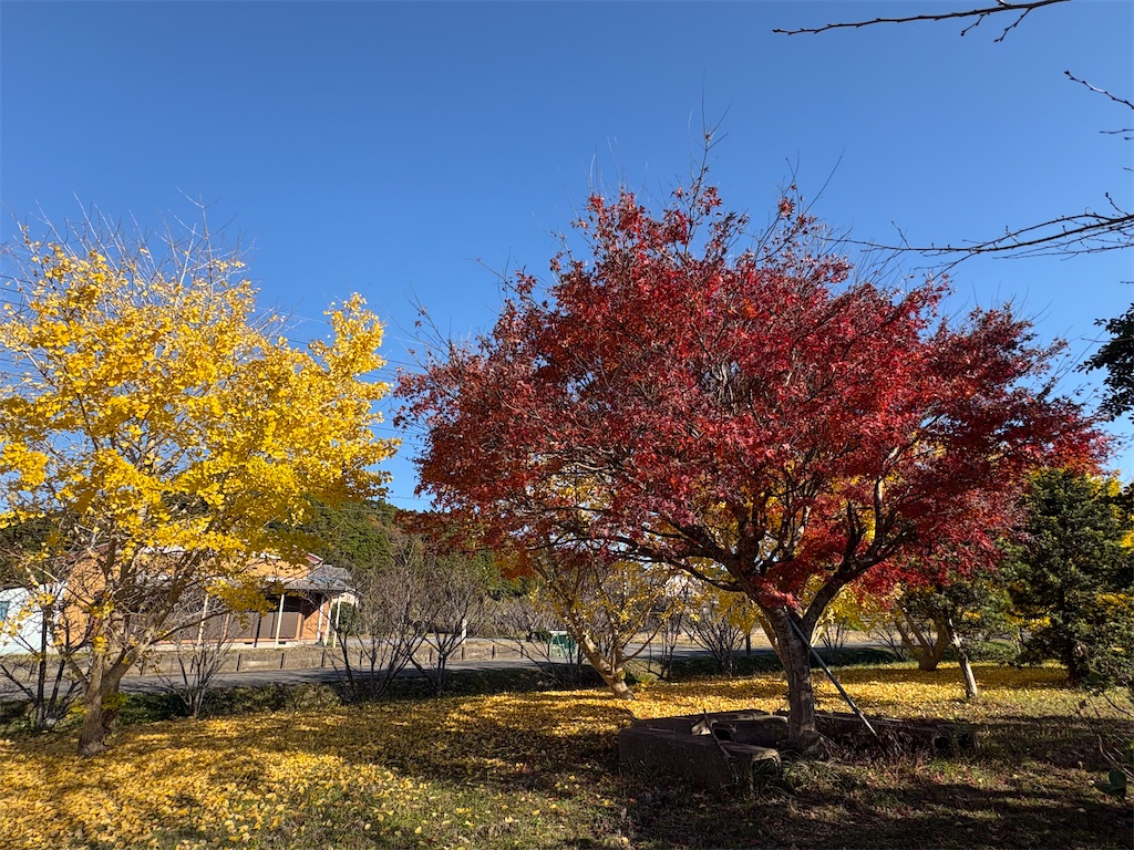 銀杏並木が金色の見頃 - hitomi's favorite