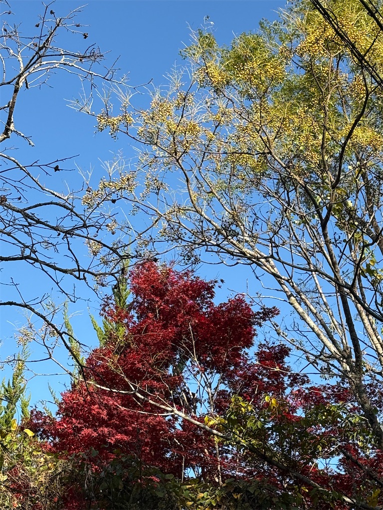 銀杏並木が金色の見頃 - hitomi's favorite