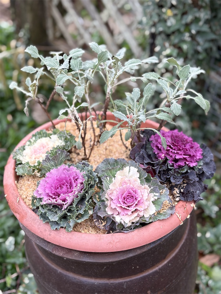 寄せ植え少しリニューアル - hitomi's favorite