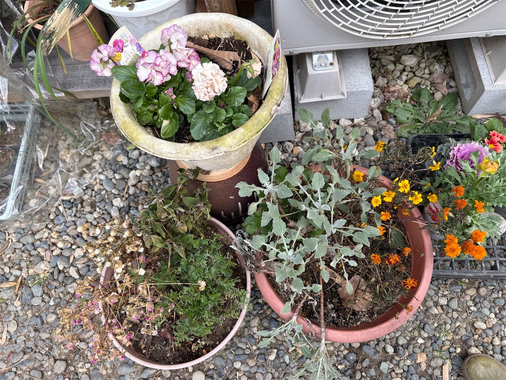 寄せ植え少しリニューアル - hitomi's favorite