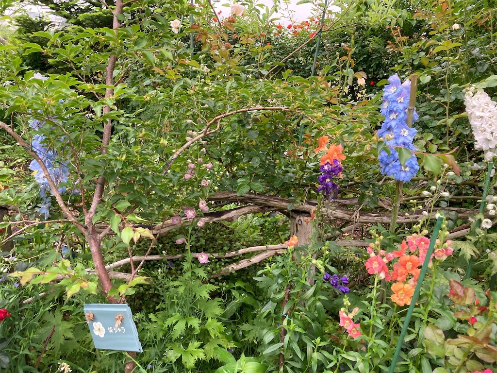 f:id:pattiko:20260115072445j:image