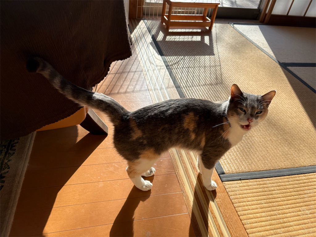 f:id:pattiko:20260118065544j:image