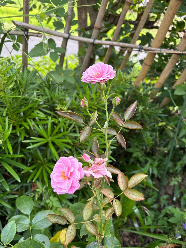 f:id:pattiko:20260724070231j:image