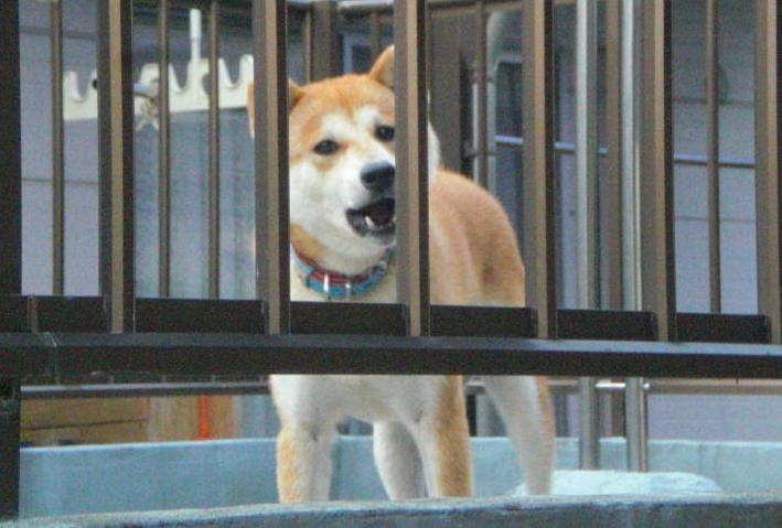 f:id:pawadekun:20120729113813j:image f:id:pawadekun:20120729113813j:image